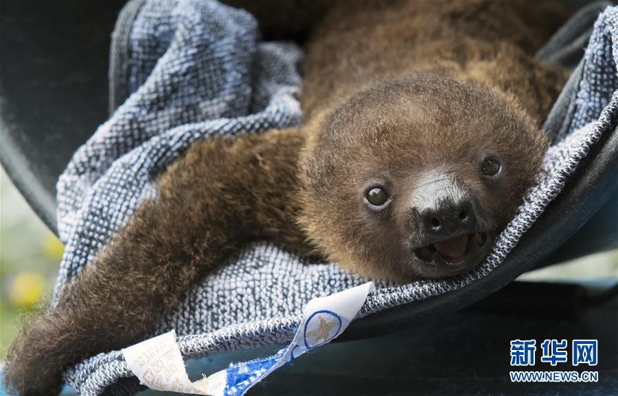 （国际&middot;年终报道）（14）萌萌哒！&ldquo;治愈系&rdquo;动物们的憨萌瞬间