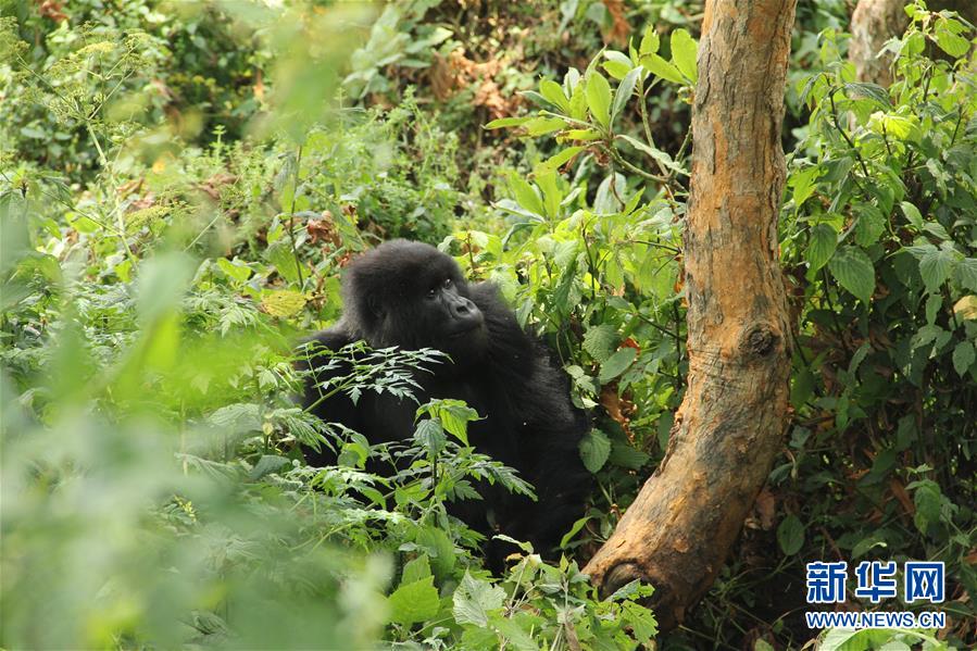 （国际&middot;图文互动）（1）通讯：非洲火山下的野保接力