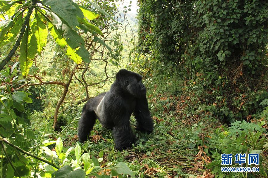 （国际&middot;图文互动）（2）通讯：非洲火山下的野保接力