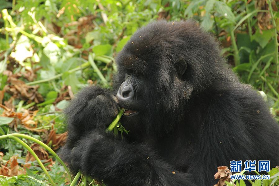（国际&middot;图文互动）（3）通讯：非洲火山下的野保接力