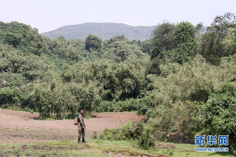（国际&middot;图文互动）（7）通讯：非洲火山下的野保接力