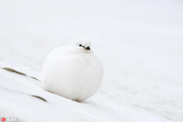 撒欢耍宝凹造型!看冰天雪地里动物“宝宝”们如何“组团”卖萌