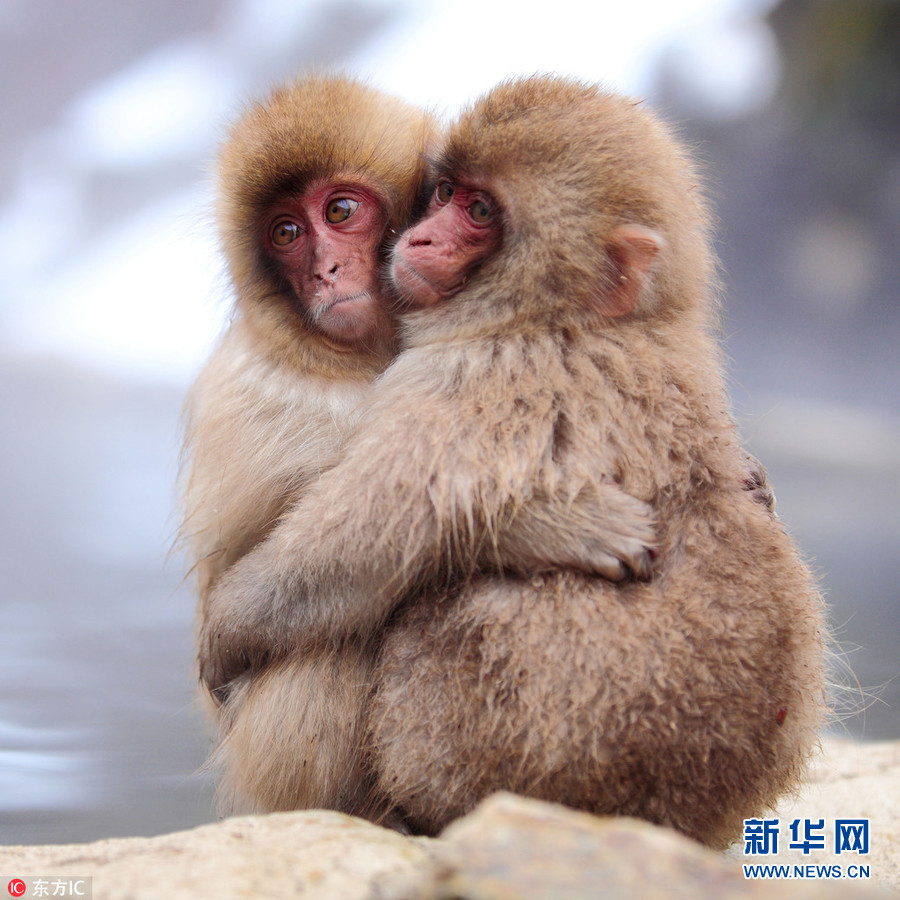 寒流来袭围观动物取暖萌态-新华网