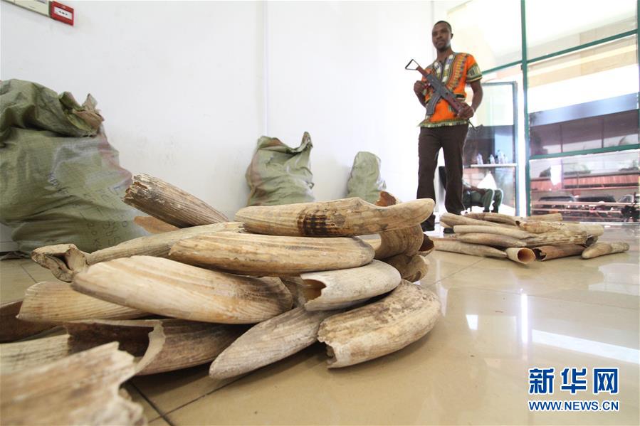 （国际）（2）坦桑尼亚再度拍卖河马牙引争议