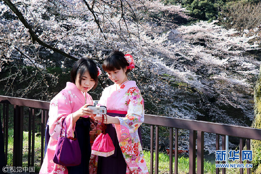 日本进入樱花季 公园游人如织