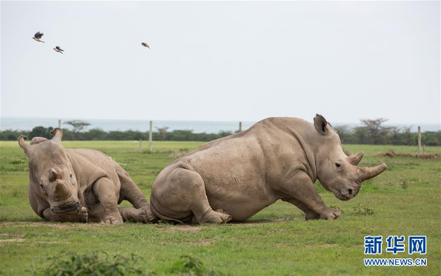 （国际）（3）肯尼亚为全球最后一头雄性北方白犀牛离世举行纪念活动