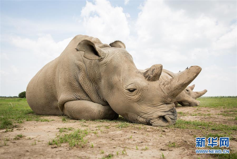 （国际）（5）肯尼亚为全球最后一头雄性北方白犀牛离世举行纪念活动