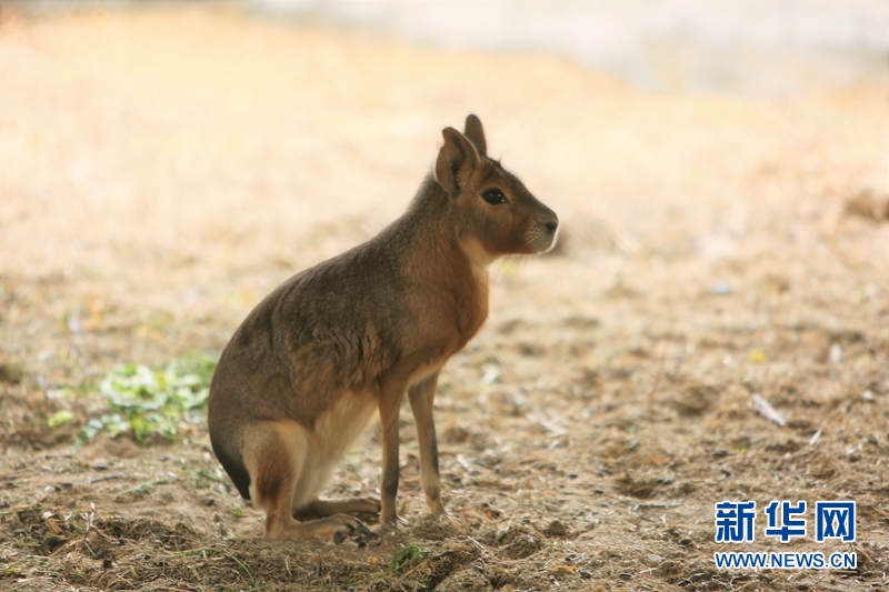 科威特动物园--沙漠里的动物乐园