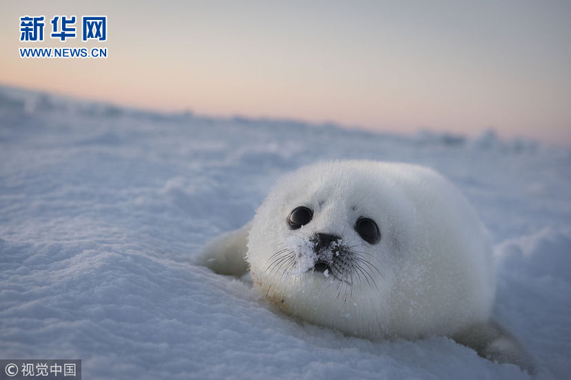 格陵兰海豹宝宝肤白貌美 大眼传神超可爱