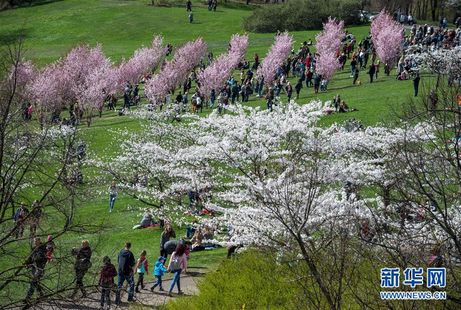 （XHDW）（1）立陶宛首都维尔纽斯樱花盛开