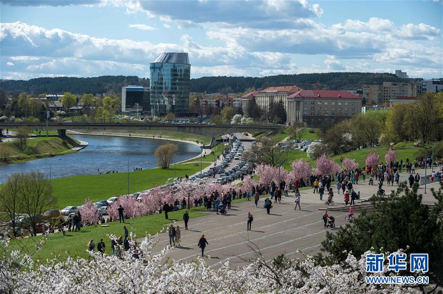 （XHDW）（2）立陶宛首都维尔纽斯樱花盛开