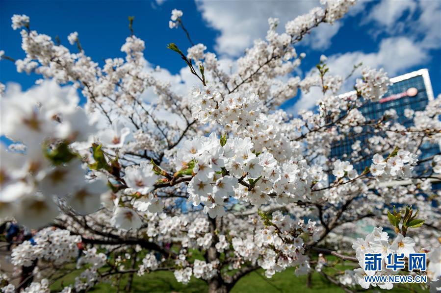 （XHDW）（4）立陶宛首都维尔纽斯樱花盛开