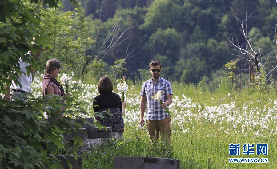 （国际）（3）瑞士蒙特勒盛开&ldquo;五月之雪&rdquo;