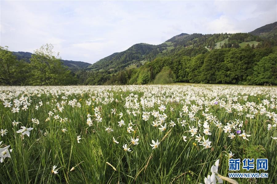 （国际）（4）瑞士蒙特勒盛开&ldquo;五月之雪&rdquo;