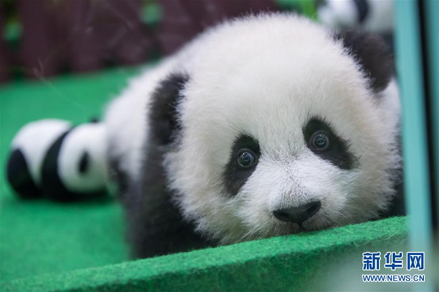 （国际）（2）马来西亚出生的第二只大熊猫宝宝首次公开亮相