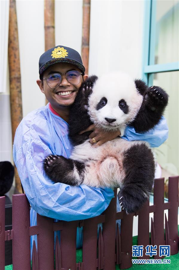 （国际）（1）旅马大熊猫的马来西亚&ldquo;奶爸&rdquo;