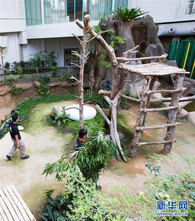 （国际）（3）旅马大熊猫的马来西亚&ldquo;奶爸&rdquo;