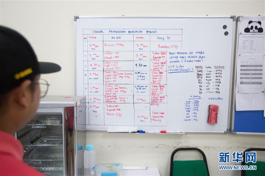 （国际）（7）旅马大熊猫的马来西亚&ldquo;奶爸&rdquo;