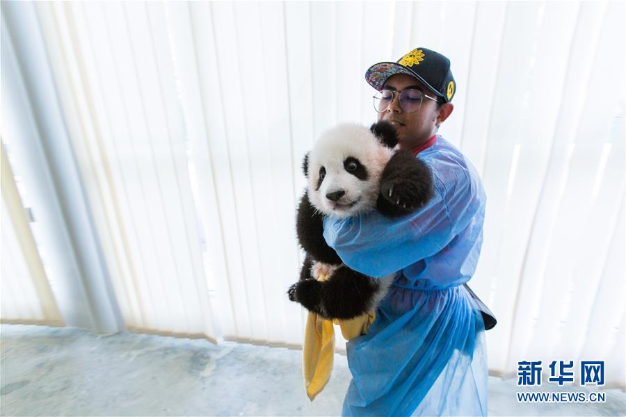 （国际）（10）旅马大熊猫的马来西亚&ldquo;奶爸&rdquo;