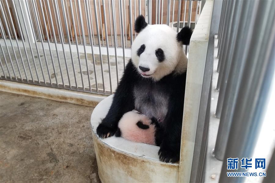 （国际）（11）旅马大熊猫的马来西亚&ldquo;奶爸&rdquo;