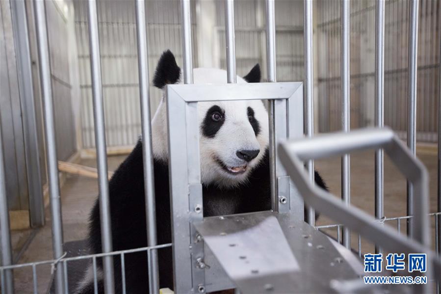 （国际）（12）旅马大熊猫的马来西亚&ldquo;奶爸&rdquo;