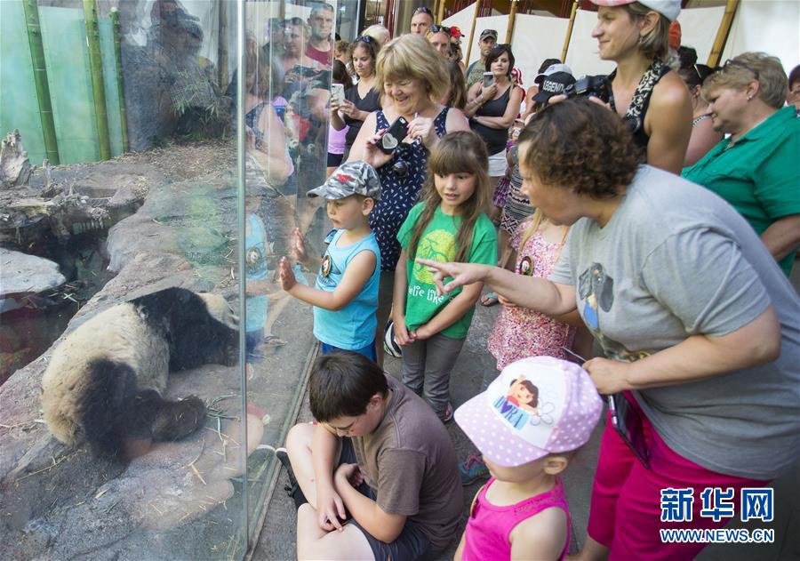 （国际）（1）加拿大卡尔加里：大熊猫暑假受热捧