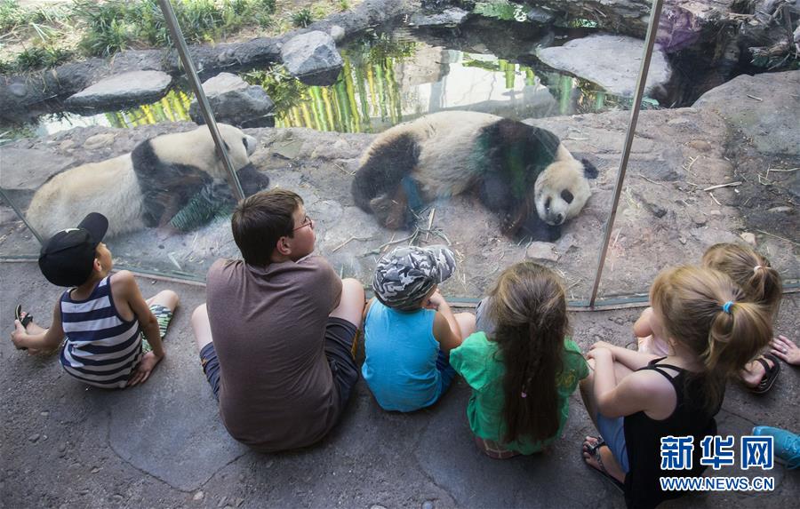（国际）（3）加拿大卡尔加里：大熊猫暑假受热捧