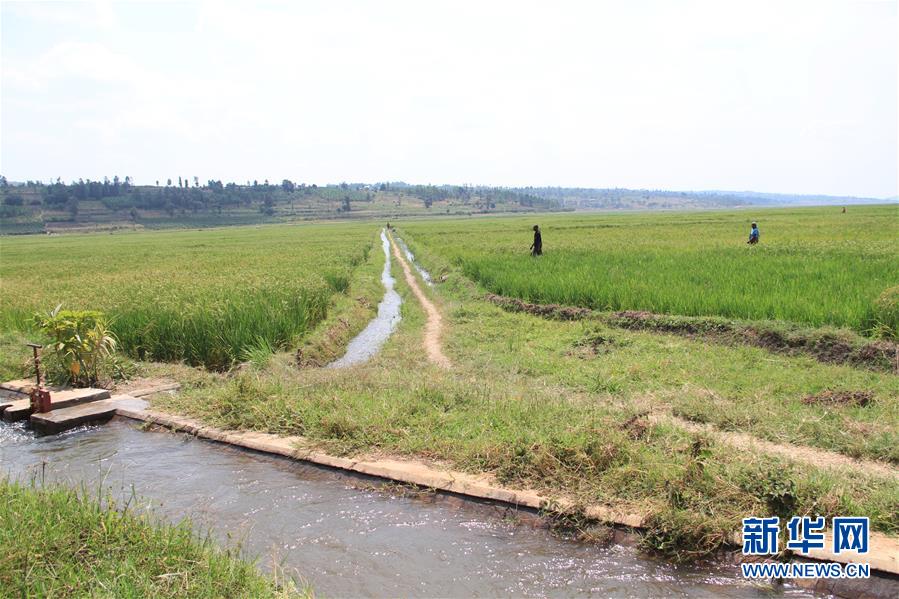（國際·出訪配合）（1）中國企業助力盧安達農田水利建設