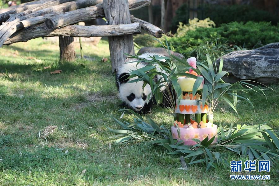 （国际）（1）法国首只大熊猫宝宝周岁庆生
