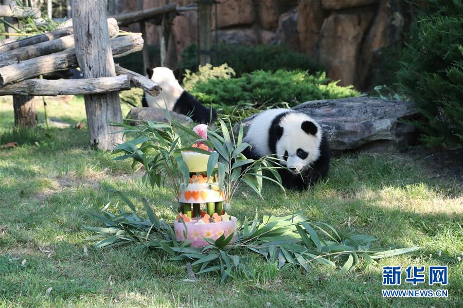 （國際）（2）法國首只大熊貓寶寶周歲慶生