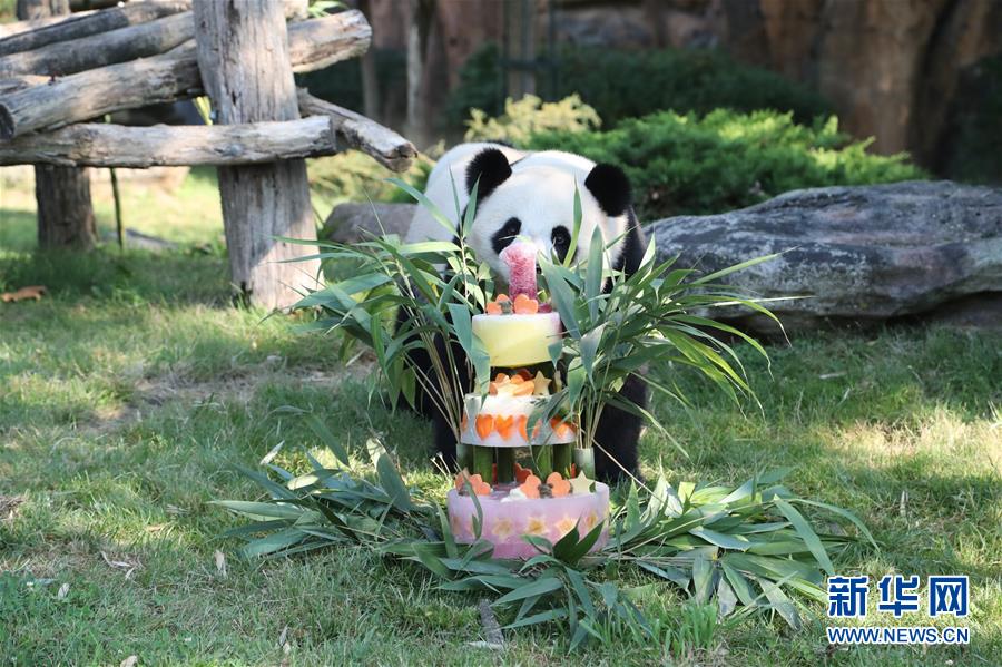 （國際）（3）法國首只大熊貓寶寶周歲慶生