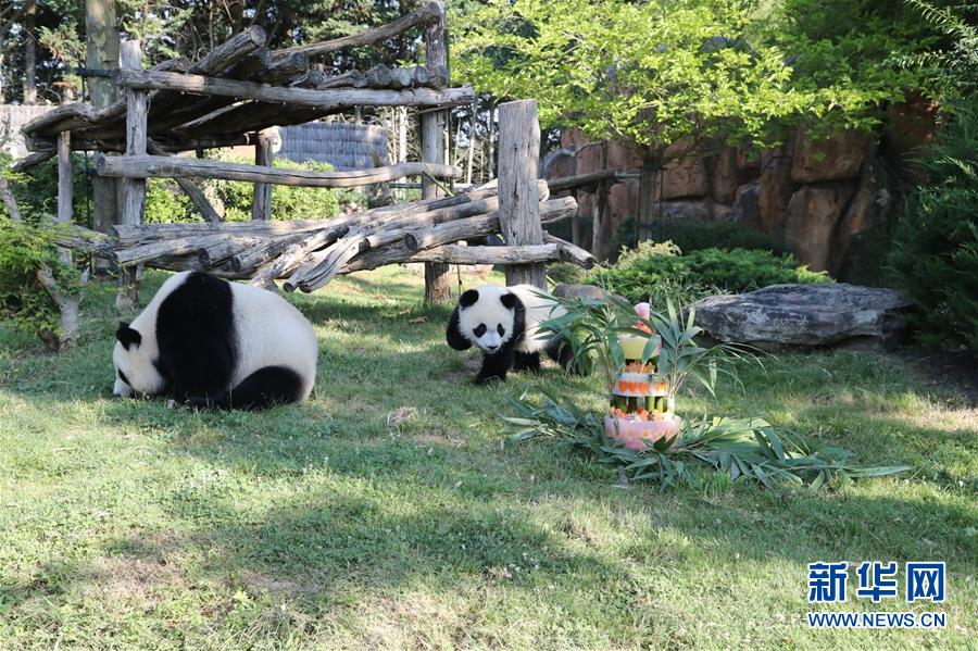 （國際）（4）法國首只大熊貓寶寶周歲慶生