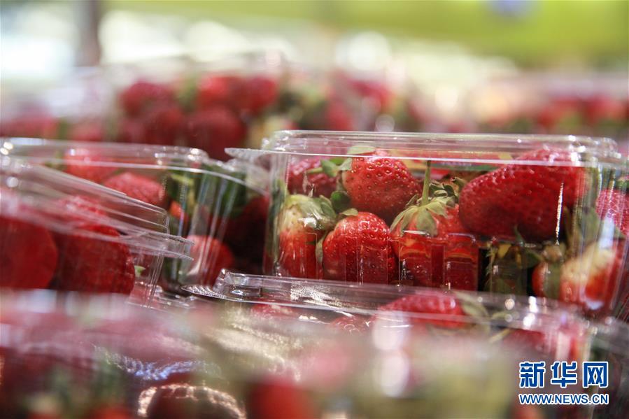 （国际）（3）澳大利亚草莓藏针事件持续发酵