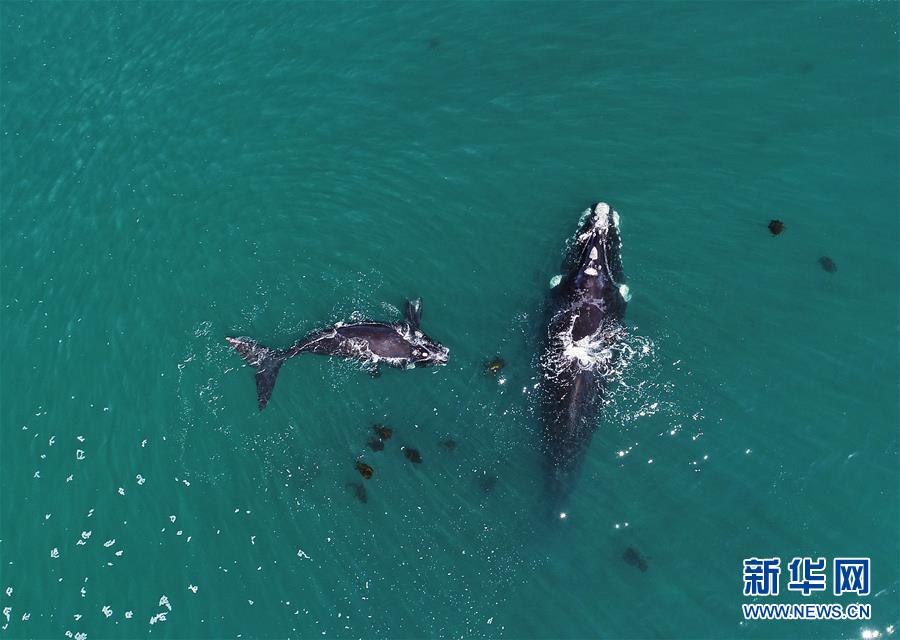 （国际）（4）第27届鲸鱼节南非赫曼纽斯开幕
