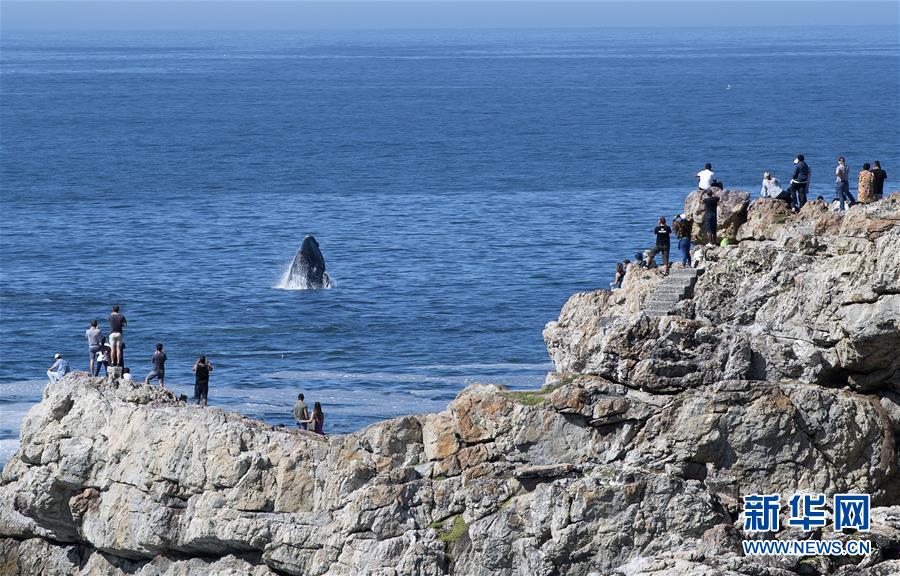 （國際）（5）第27屆鯨魚節南非赫曼紐斯開幕