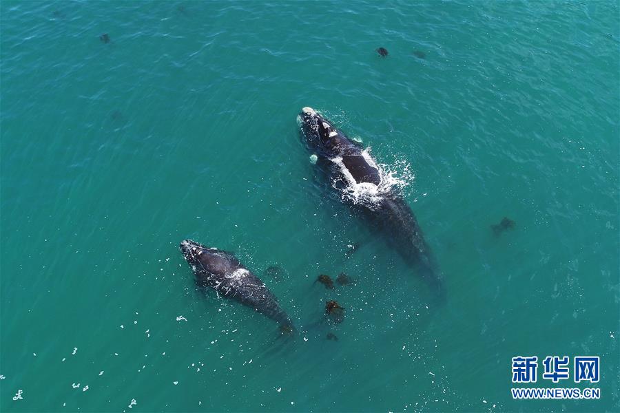 （國際）（7）第27屆鯨魚節南非赫曼紐斯開幕