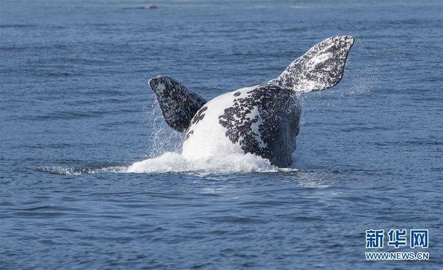 （國際）（9）第27屆鯨魚節南非赫曼紐斯開幕