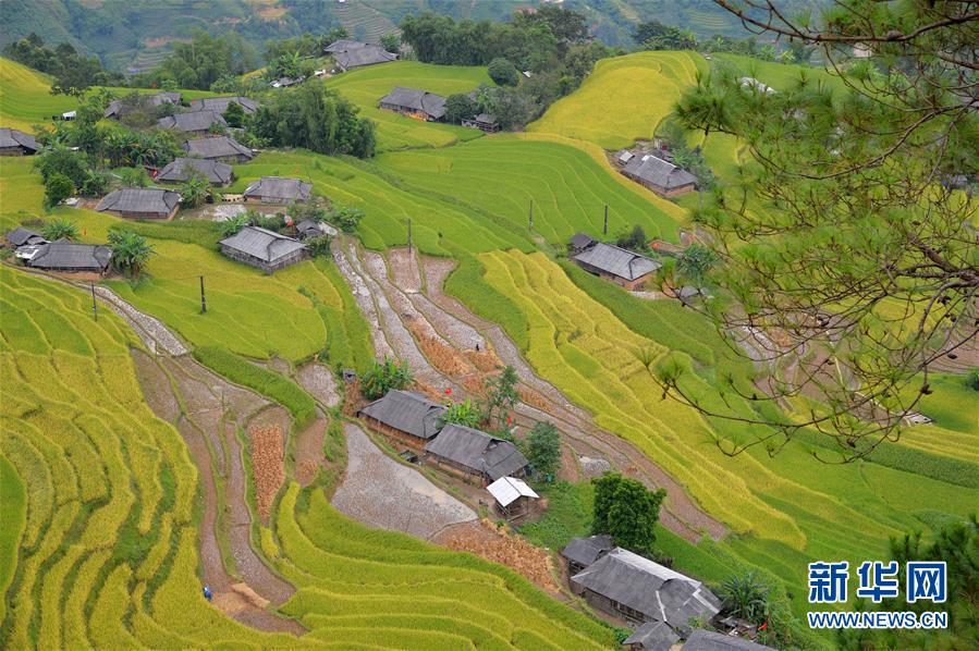 （XHDW）（4）越南黄树腓梯田美景