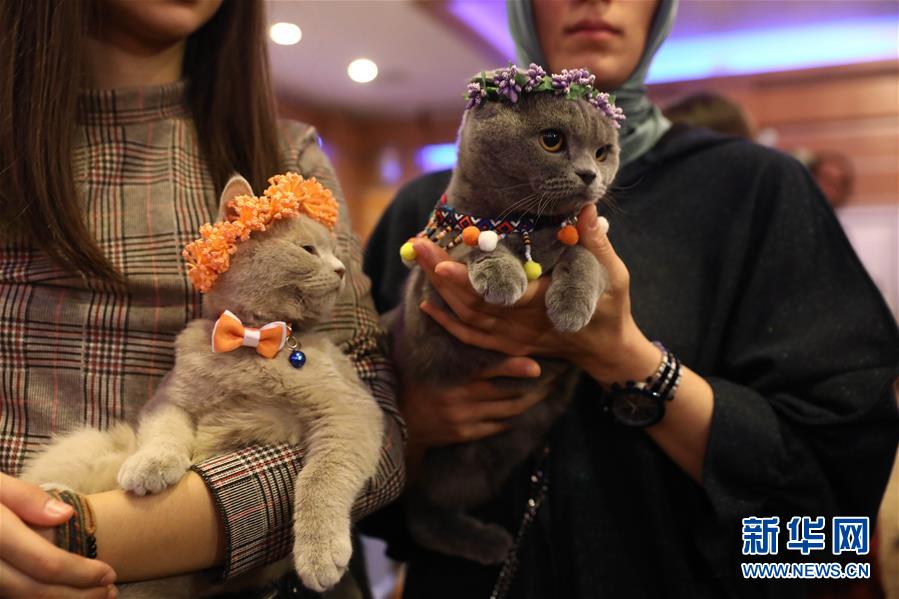 （国际）（1）土耳其：猫咪&ldquo;选美&rdquo;