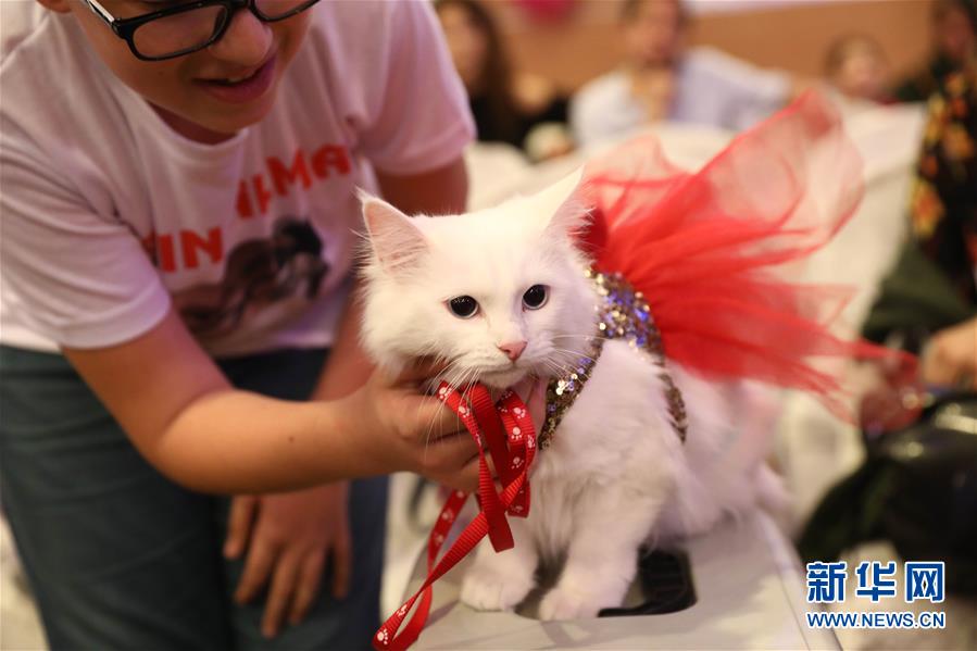 （国际）（2）土耳其：猫咪&ldquo;选美&rdquo;