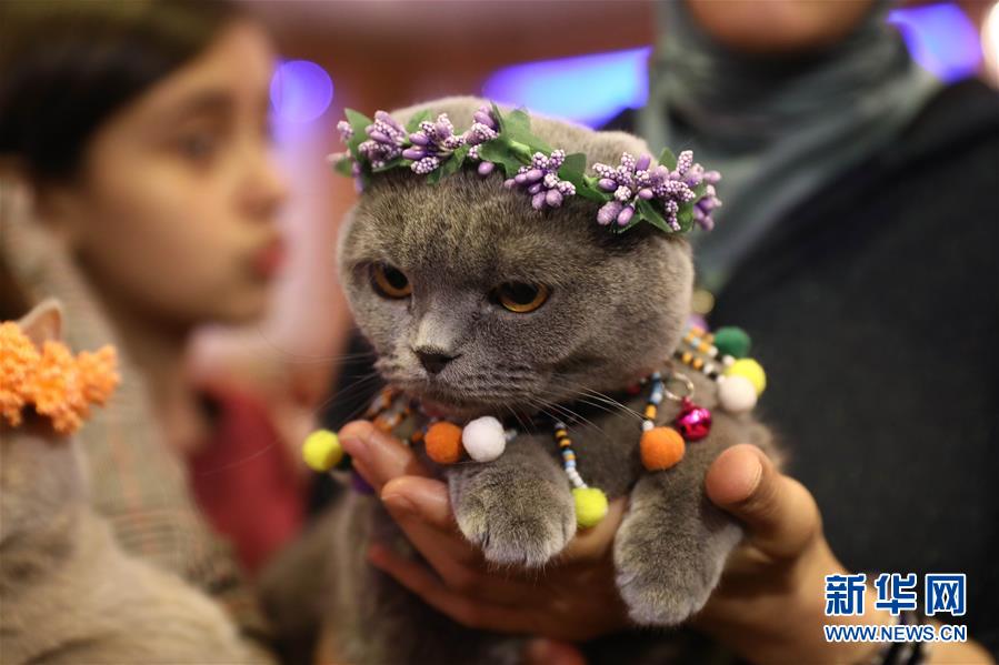 （国际）（3）土耳其：猫咪&ldquo;选美&rdquo;