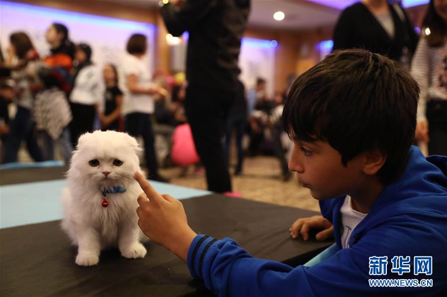 （国际）（4）土耳其：猫咪&ldquo;选美&rdquo;
