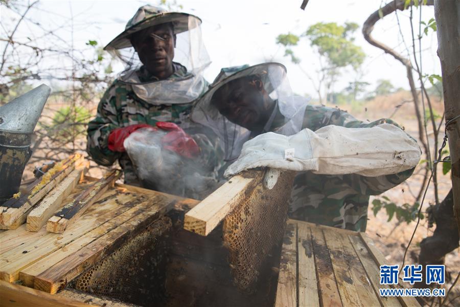 （国际·聚焦进口博览会·图文互动）（1）通讯：赞比亚蜂蜜企业欲借进博会开拓中国市场
