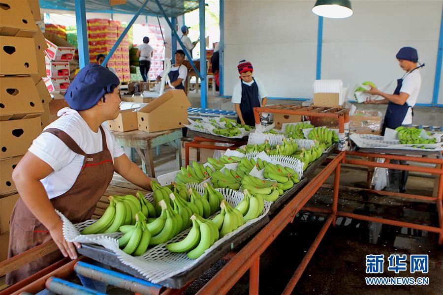 （國際·圖文互動）（1）菲律賓香蕉“北上”記
