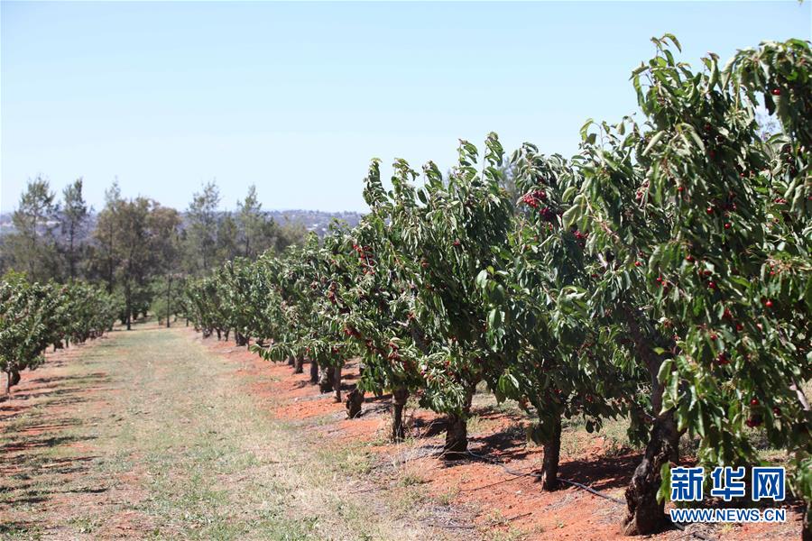 （国际&middot;图文互动）（3）探访澳大利亚百年&ldquo;樱桃之都&rdquo;