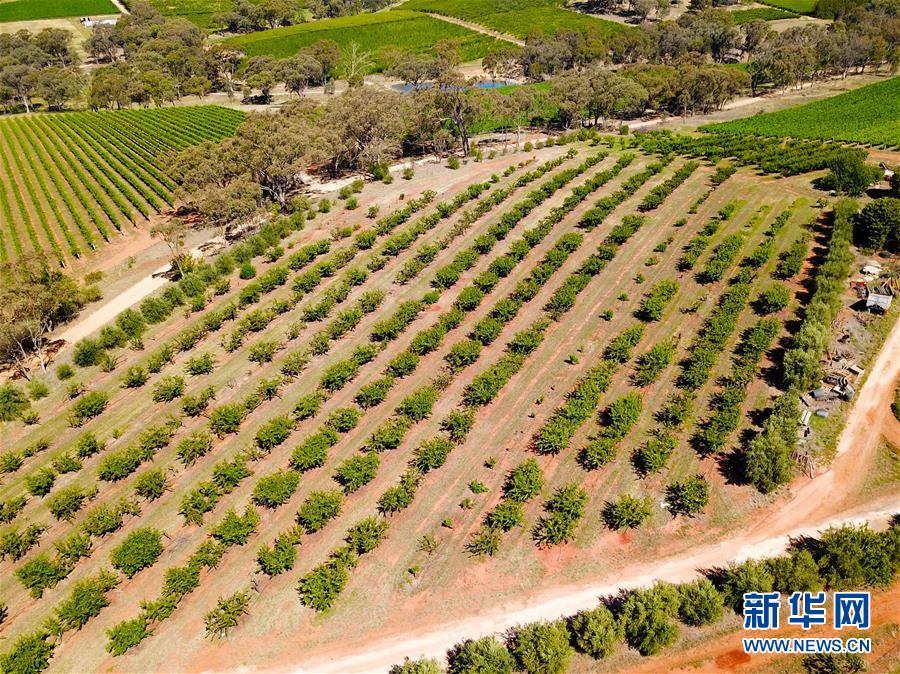 （国际&middot;图文互动）（4）探访澳大利亚百年&ldquo;樱桃之都&rdquo;