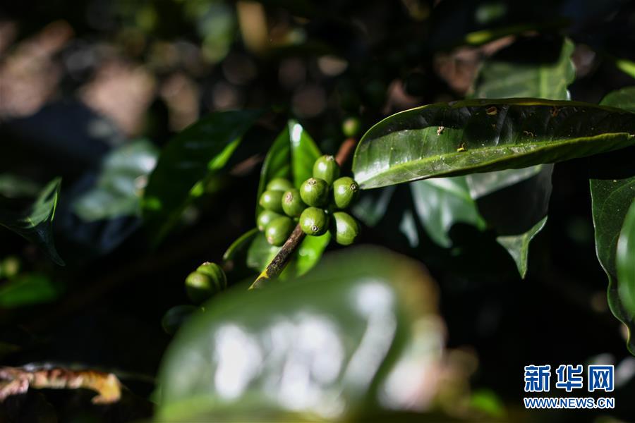 （国际）（1）哥斯达黎加——中美洲的“咖啡王国”