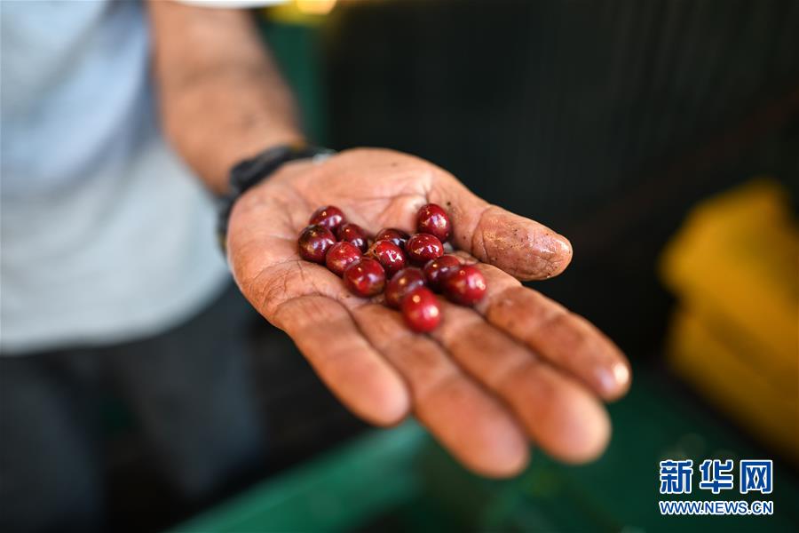 （国际）（2）哥斯达黎加&mdash;&mdash;中美洲的&ldquo;咖啡王国&rdquo;