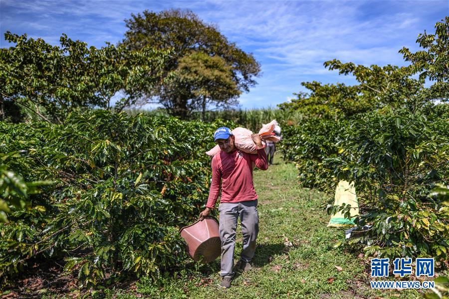 （国际）（3）哥斯达黎加&mdash;&mdash;中美洲的&ldquo;咖啡王国&rdquo;