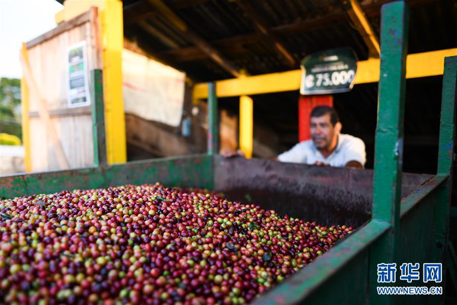 （国际）（5）哥斯达黎加——中美洲的“咖啡王国”